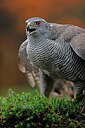 BUITEN BEELD Foto: 450945