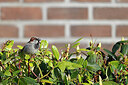 BUITEN BEELD Foto: 450946