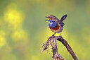 BUITEN BEELD Foto: 450961