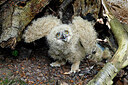 BUITEN BEELD Foto: 450966