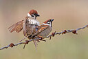 BUITEN BEELD Foto: 450977