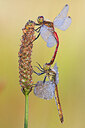 BUITEN BEELD Foto: 450986