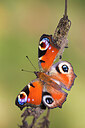 BUITEN BEELD Foto: 450989