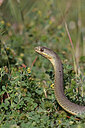 BUITEN BEELD Foto: 450994