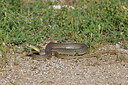 BUITEN BEELD Foto: 451002