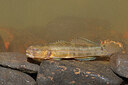 BUITEN BEELD Foto: 451005