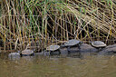 BUITEN BEELD Foto: 451008