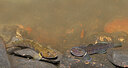 BUITEN BEELD Foto: 451012