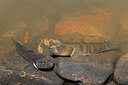 BUITEN BEELD Foto: 451020