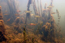 BUITEN BEELD Foto: 451028