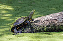 BUITEN BEELD Foto: 451029