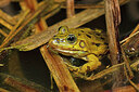 BUITEN BEELD Foto: 451030