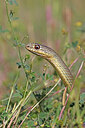 BUITEN BEELD Foto: 451033