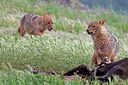BUITEN BEELD Foto: 451043