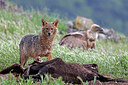 BUITEN BEELD Foto: 451050