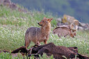 BUITEN BEELD Foto: 451052