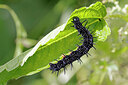 BUITEN BEELD Foto: 451064