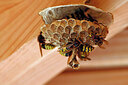 BUITEN BEELD Foto: 451066