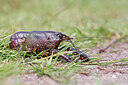 BUITEN BEELD Foto: 451070