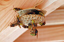 BUITEN BEELD Foto: 451075
