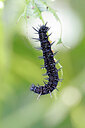 BUITEN BEELD Foto: 451080