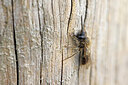 BUITEN BEELD Foto: 451087