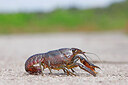 BUITEN BEELD Foto: 451089