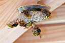BUITEN BEELD Foto: 451094