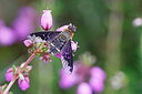 BUITEN BEELD Foto: 451096