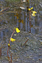 BUITEN BEELD Foto: 451122
