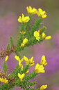 BUITEN BEELD Foto: 451130