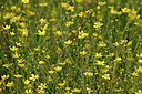 BUITEN BEELD Foto: 451135