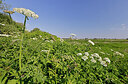 BUITEN BEELD Foto: 451138