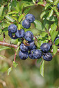 BUITEN BEELD Foto: 451154