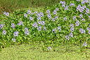 BUITEN BEELD Foto: 451156