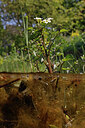 BUITEN BEELD Foto: 451158