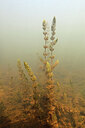 BUITEN BEELD Foto: 451167