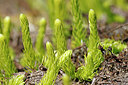BUITEN BEELD Foto: 451171