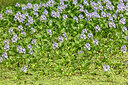 BUITEN BEELD Foto: 451177