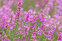BUITEN BEELD Foto: 451183