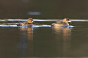 BUITEN BEELD Foto: 451432