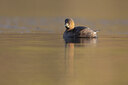 BUITEN BEELD Foto: 451433