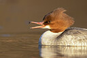 BUITEN BEELD Foto: 451434