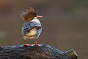 BUITEN BEELD Foto: 451442