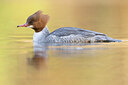 BUITEN BEELD Foto: 451446