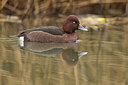 BUITEN BEELD Foto: 451455
