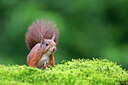 BUITEN BEELD Foto: 451490