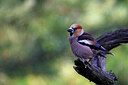 BUITEN BEELD Foto: 451496