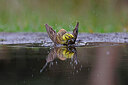 BUITEN BEELD Foto: 451500