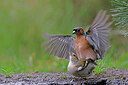 BUITEN BEELD Foto: 451505